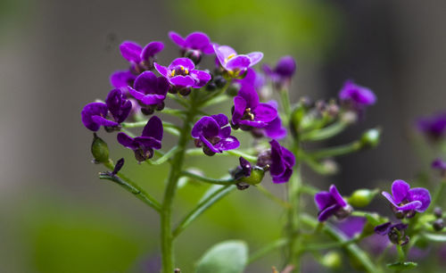 Close-up of purple flowering plant