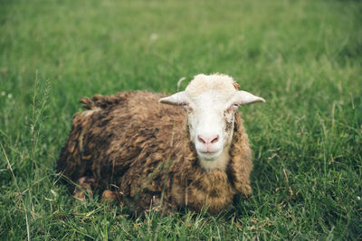 Portrait of sheep on grassy field