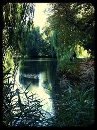 Reflection of trees in water