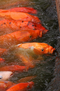 High angle view of fish swimming in sea