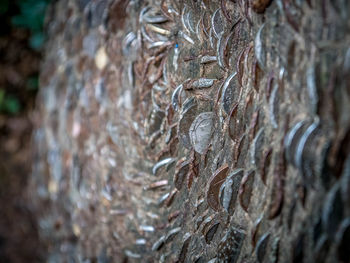 Full frame shot of tree trunk