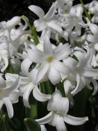 Close-up of white flowering plants