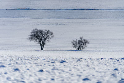 Bare tree on snow covered field