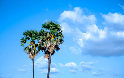 Low angle view of coconut palm tree against blue sky