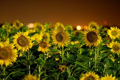 Close-up of yellow flowering plant on field