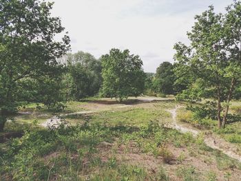 Scenic view of forest against sky