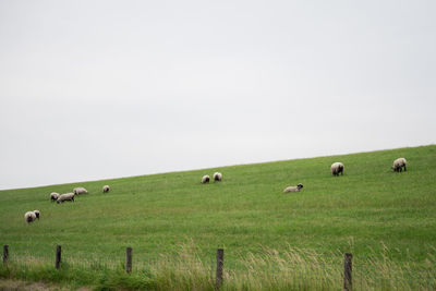 Sheep grazing on field against clear sky