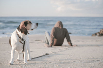 Rear view of man sitting by dog at beach