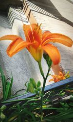 Close-up of orange flowering plant