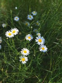 Close-up of flowers blooming on field