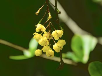 Close-up of yellow flowering plant