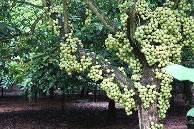 Grapes growing in vineyard