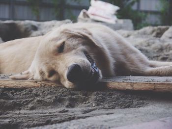 Close-up of dog sleeping