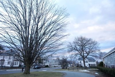 Bare tree by road against buildings