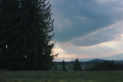 Trees on field against sky