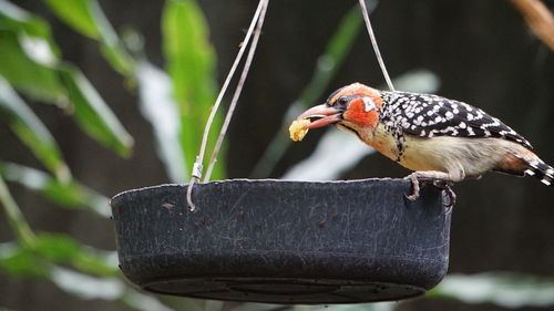 Close-up of bird perching on a plant