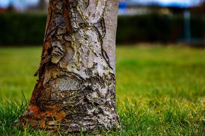 Close-up of tree trunk