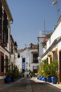 Potted plants on street by buildings against blue sky