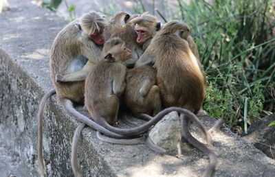 Baboon family sitting on retaining wall