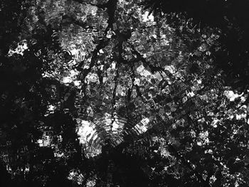 Low angle view of trees in forest