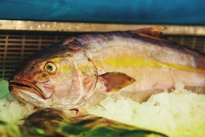 Close-up of fish for sale