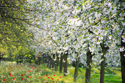 Close-up of pink flowers in park