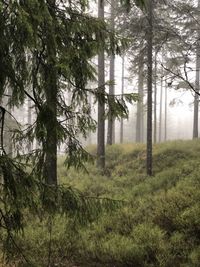 Trees in forest