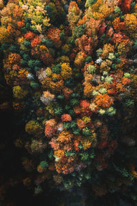 Top down picture of a colorful autumn forest