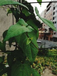 Close-up of plant growing on wall