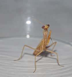 Close-up of insect on wall