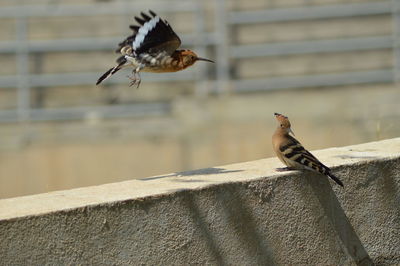 Bird flying over retaining wall