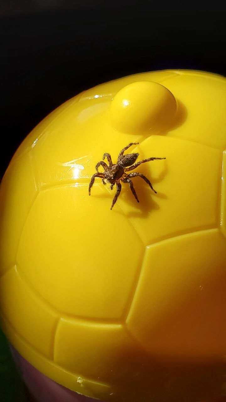 HIGH ANGLE VIEW OF SPIDER ON YELLOW