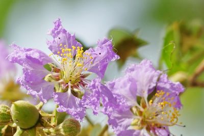 Close-up of purple flowers