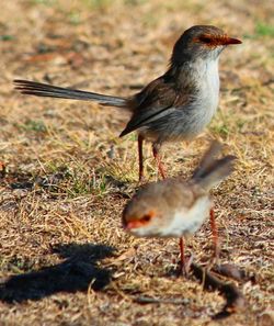 Close-up of bird on field
