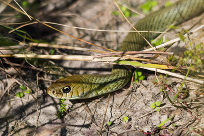 Close-up of snake in chaco, argentina 