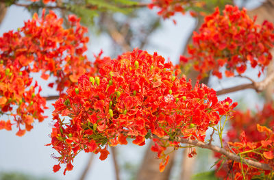 Close-up of red flowering plant