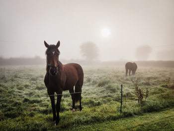 Portrait of horse standing on field against sky