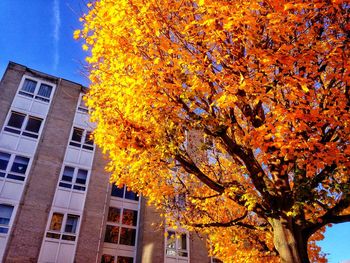 Low angle view of tree in autumn