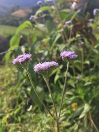 Close-up of pink flowering plant on field