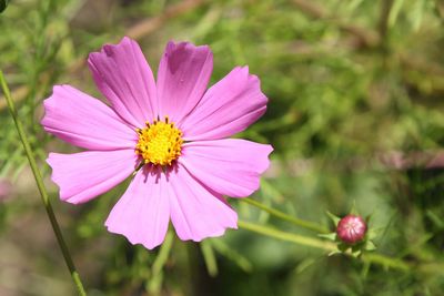Close-up of pink flower