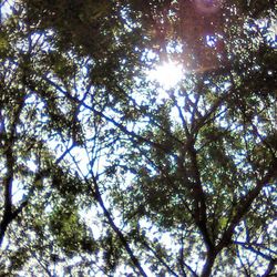 Low angle view of trees against sky
