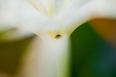 Close-up of bee on flower
