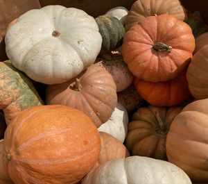 Full frame shot of pumpkin