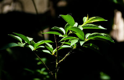 Close-up of green leaves