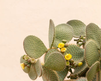 Yellow cactus flower opuntia ficus isolated on a simple background