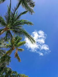 Low angle view of coconut palm tree against blue sky