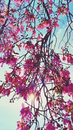 Low angle view of pink cherry blossoms in spring