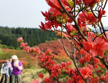 Close-up of red flowers blooming on tree