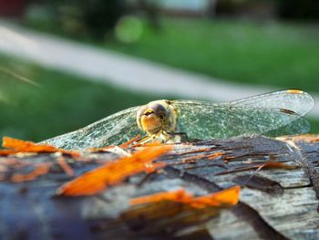 Close-up of dragonfly on wood