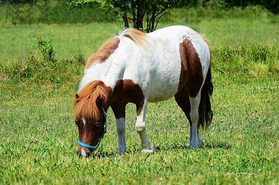 Horses grazing in a field